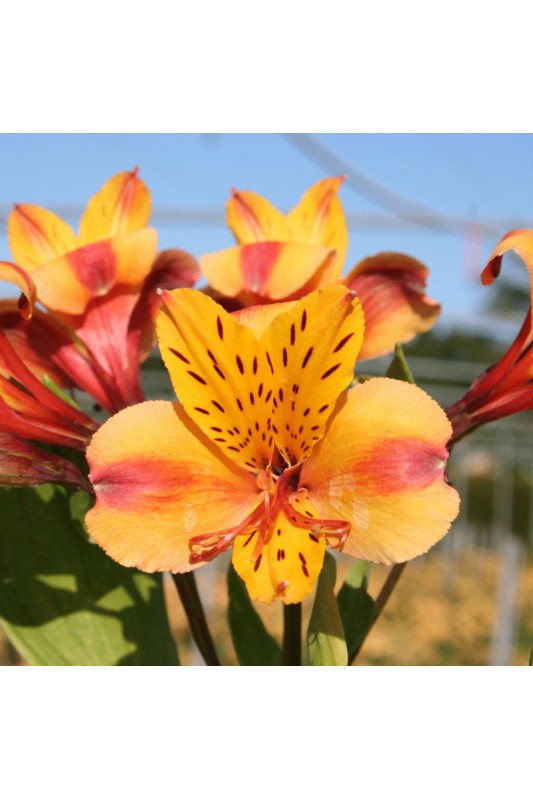 Alstroemère 'Anjou'