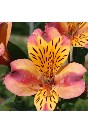 Alstroemère 'Aubance'