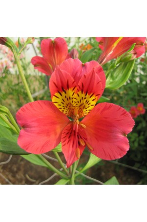 Alstroemère 'Authion'