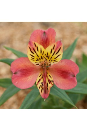 Alstroemère 'Avrillé'