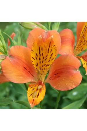 Alstroemère 'Baracé'