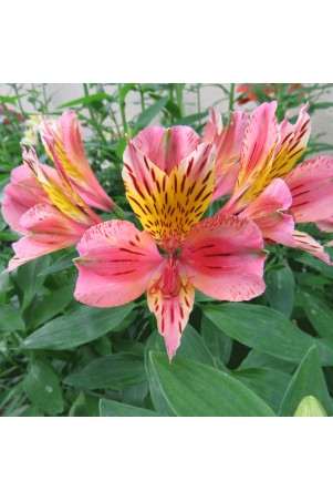 Alstroemère 'Baugé'