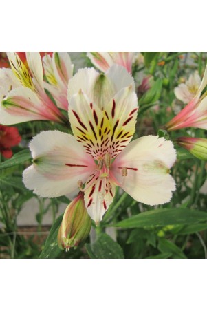 Alstroemère 'Brézé'