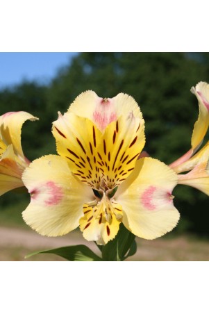 Alstroemère 'Briançon'