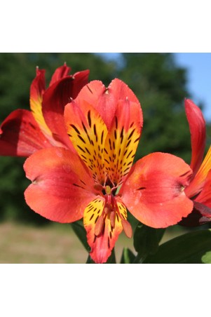 Alstroemère 'Brissac'