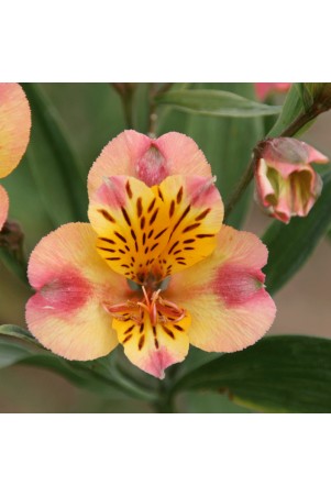 Alstroemère 'Chartrené'