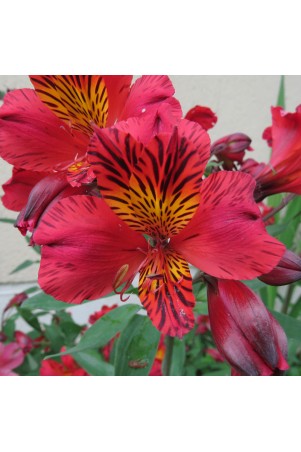 Alstroemère 'Chinon'