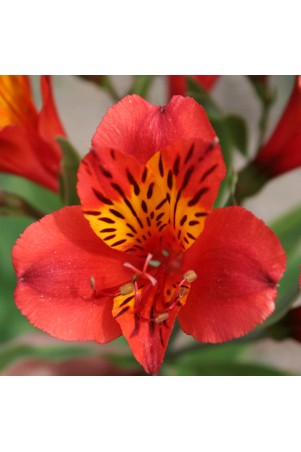 Alstroemère 'Longué'