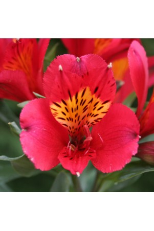 Alstroemère 'Liré'