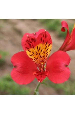 Alstroemère 'Liré'