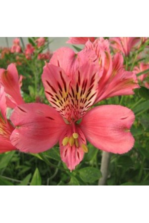 Alstroemère 'Marcé'