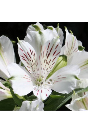 Alstroemère 'Mazette' (Mazé)