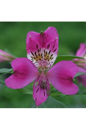 Alstroemère 'Montsoreau'