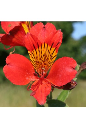 Alstroemère 'Querré'