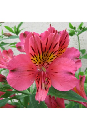 Alstroemère 'Tiercé'