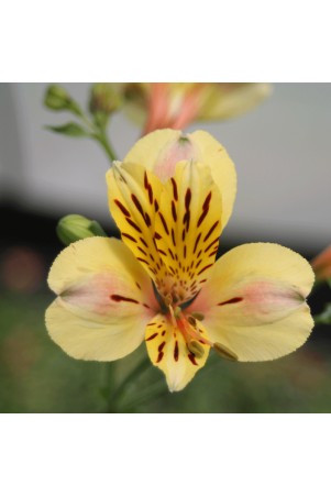 Alstroemère 'Layon'