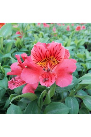 Alstroemère 'Elisabeth' ®