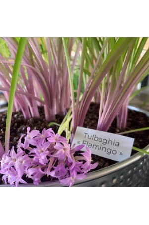 Tulbaghia "Flamingo"