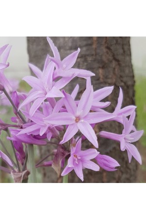 Tulbaghia variegata