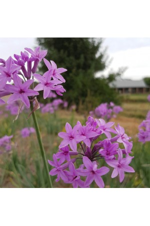 Tulbaghia Violacea