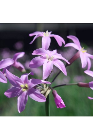 Tulbaghia Kilimanjaro