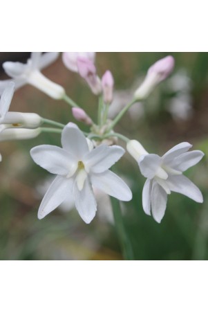 Tulbaghia Pearl