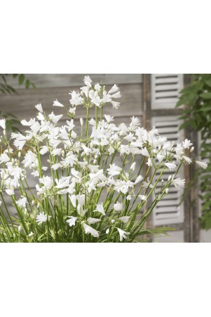 Agapanthe 'White Baby'