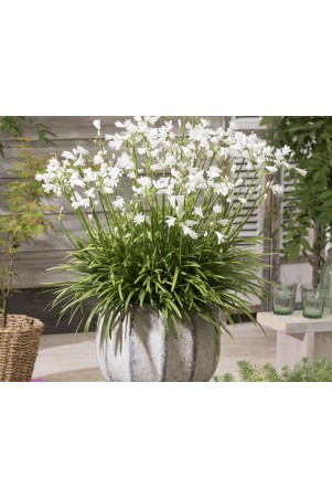 Agapanthe 'White Baby'