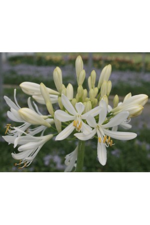 Agapanthe 'White Baby'