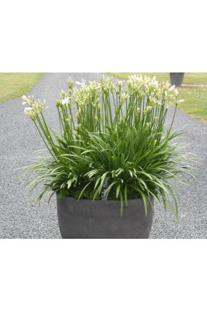 Agapanthe 'White Baby'