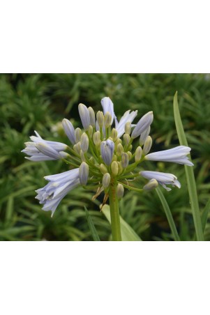 Agapanthe 'Blue Baby'