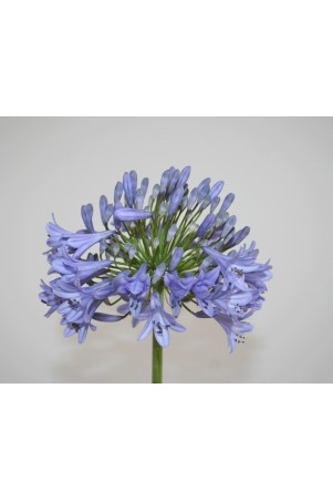 Agapanthe 'Headbourne'