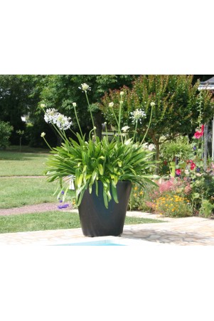 Agapanthe 'Vallée de la Sarthe'