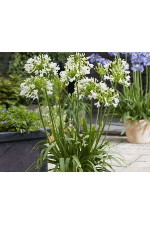 Agapanthe 'Vallée de la Sarthe'