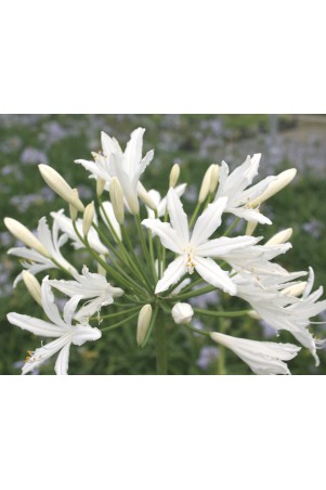 Agapanthe 'Vallée de la Sarthe'