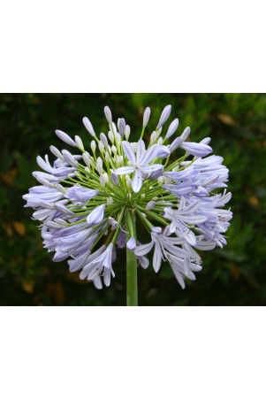 Agapanthe 'Vallée du Cap'