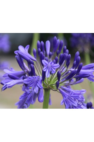 Agapanthe 'Vallée de la Loire'