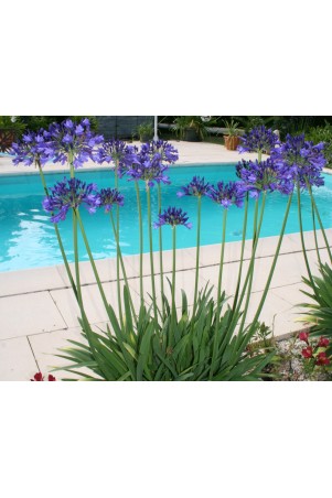 Agapanthe 'Vallée de la Loire'
