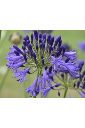 Agapanthe 'Vallée de la Loire'