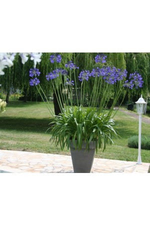 Agapanthe 'Vallée de la Loire'