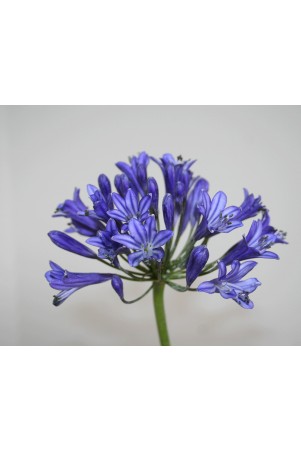 Agapanthe 'Vallée Bleue'