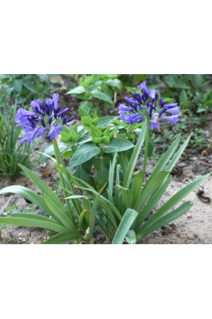 Agapanthe 'Vallée Bleue'
