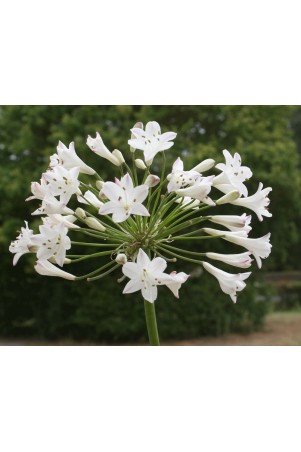 Agapanthe 'Glacier Stream'