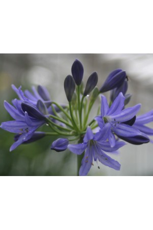 Agapanthe 'Vallée du Lathan'