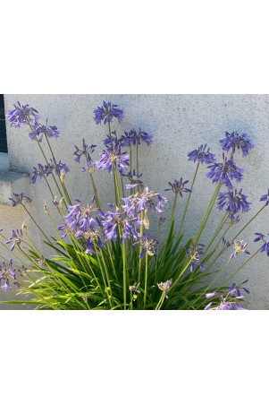 Agapanthe 'Vallée du Lathan'