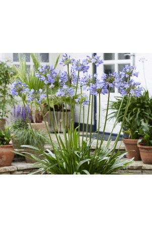 Agapanthe 'Vallée de la Belle'