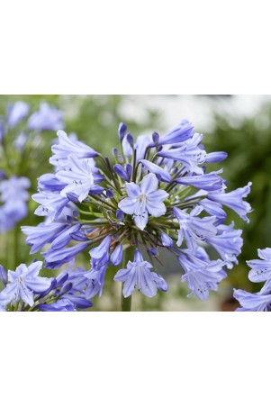 Agapanthe 'Vallée de la Belle'