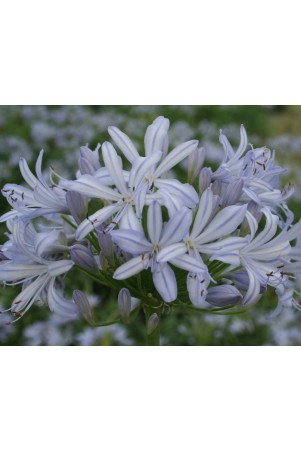 Agapanthe 'Gayles Lilac'