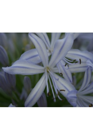 Agapanthe 'Gayles Lilac'