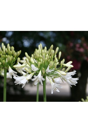 Agapanthe 'Vallée Blanche'